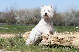 WESTIE 188